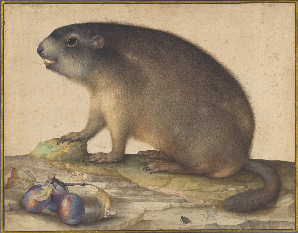 Una marmotta con un ramo di prugne da Jacopo Ligozzi