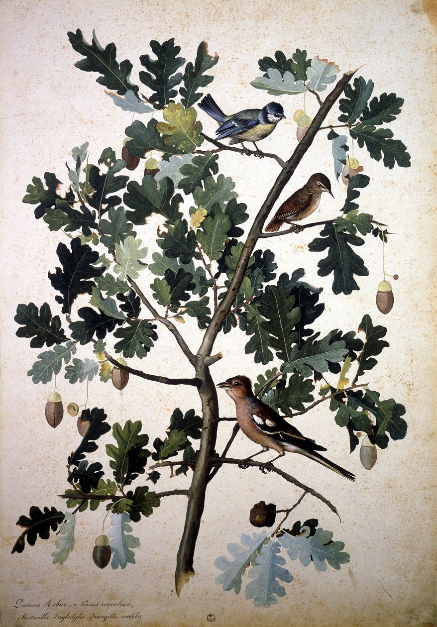 Erbario: Quercus robur da Jacopo Ligozzi
