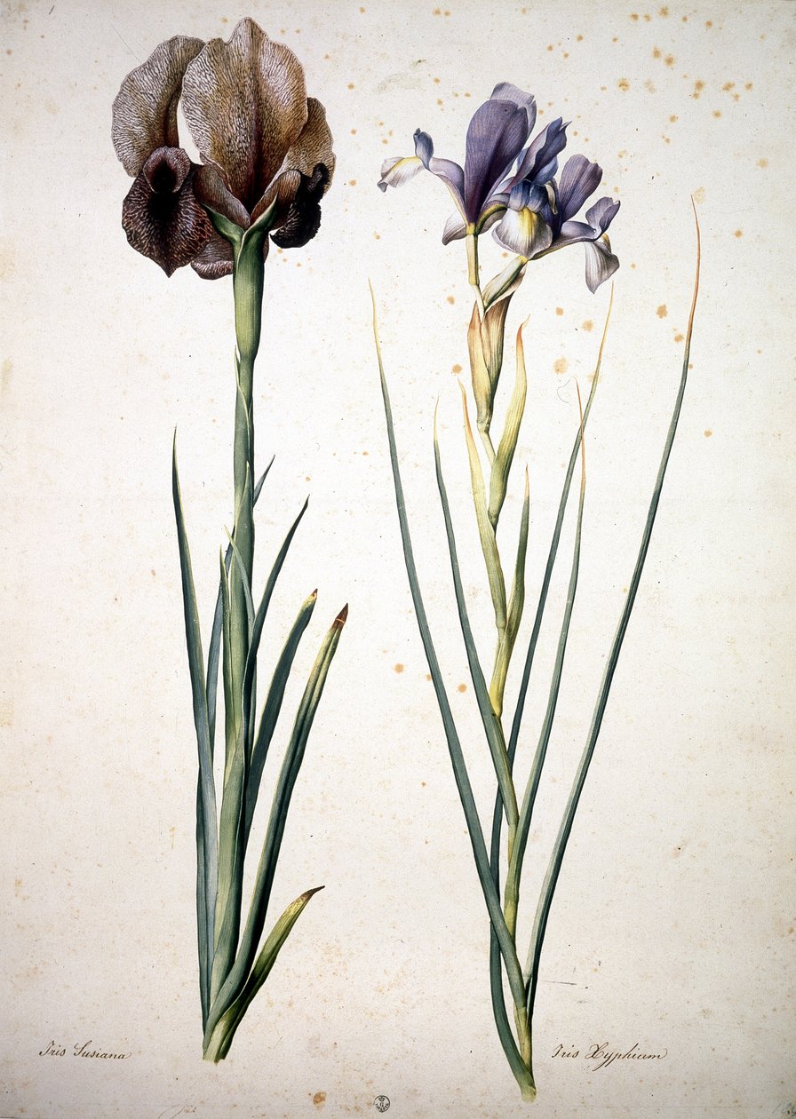 Immagine sconosciuta da Jacopo Ligozzi