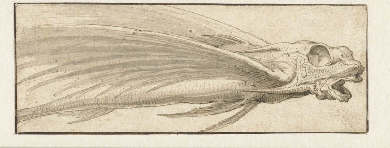 Pesce volante da Jacopo Ligozzi