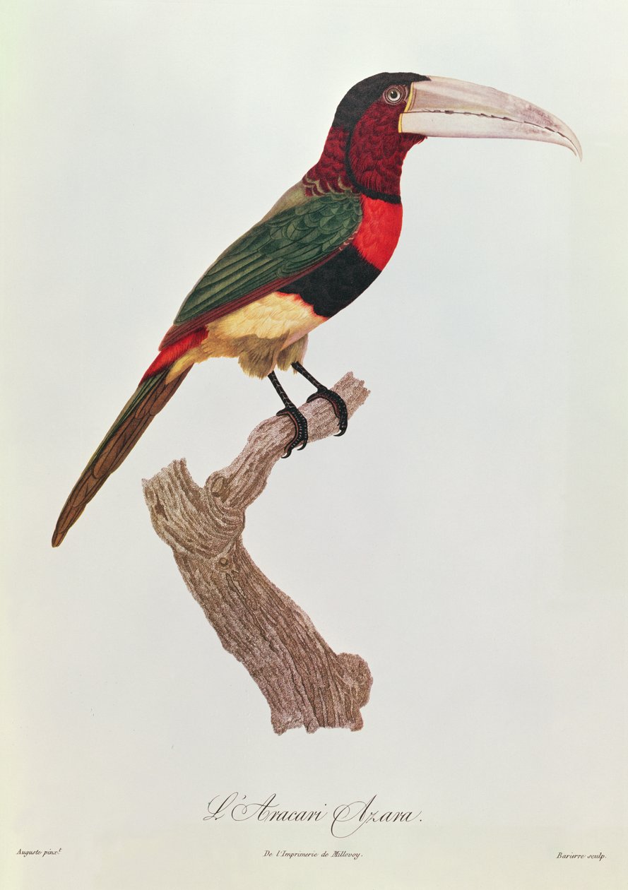 Azara Aracari, inciso da Barriere da Jacques Barraband