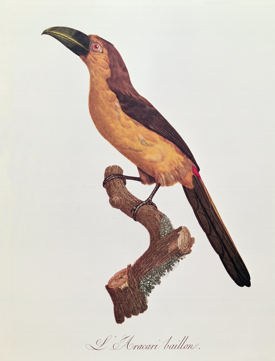 Aracari di Baillon, inciso da Jacques Louis Peree (n.1769) da Jacques Barraband