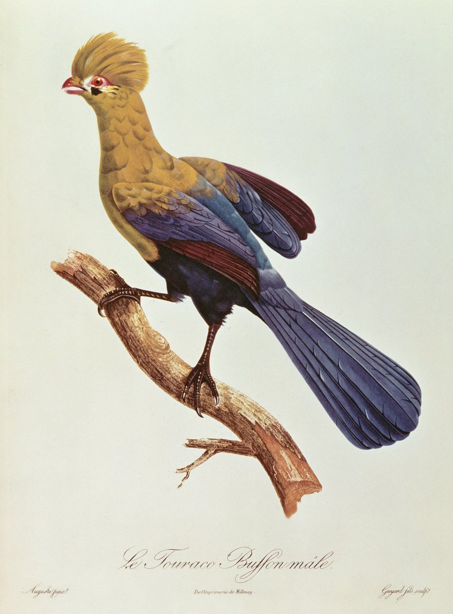 Turaco di Buffon da Jacques Barraband