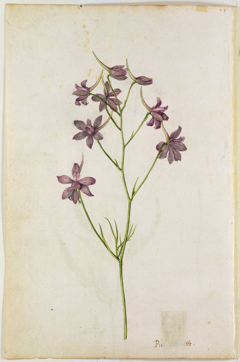 Delphinium ajacis, c.1568 da Jacques Le Moyne