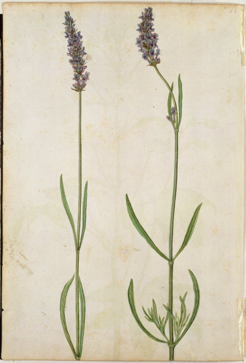 Lavandula officinalis (Lavanda inglese), c.1568 da Jacques Le Moyne