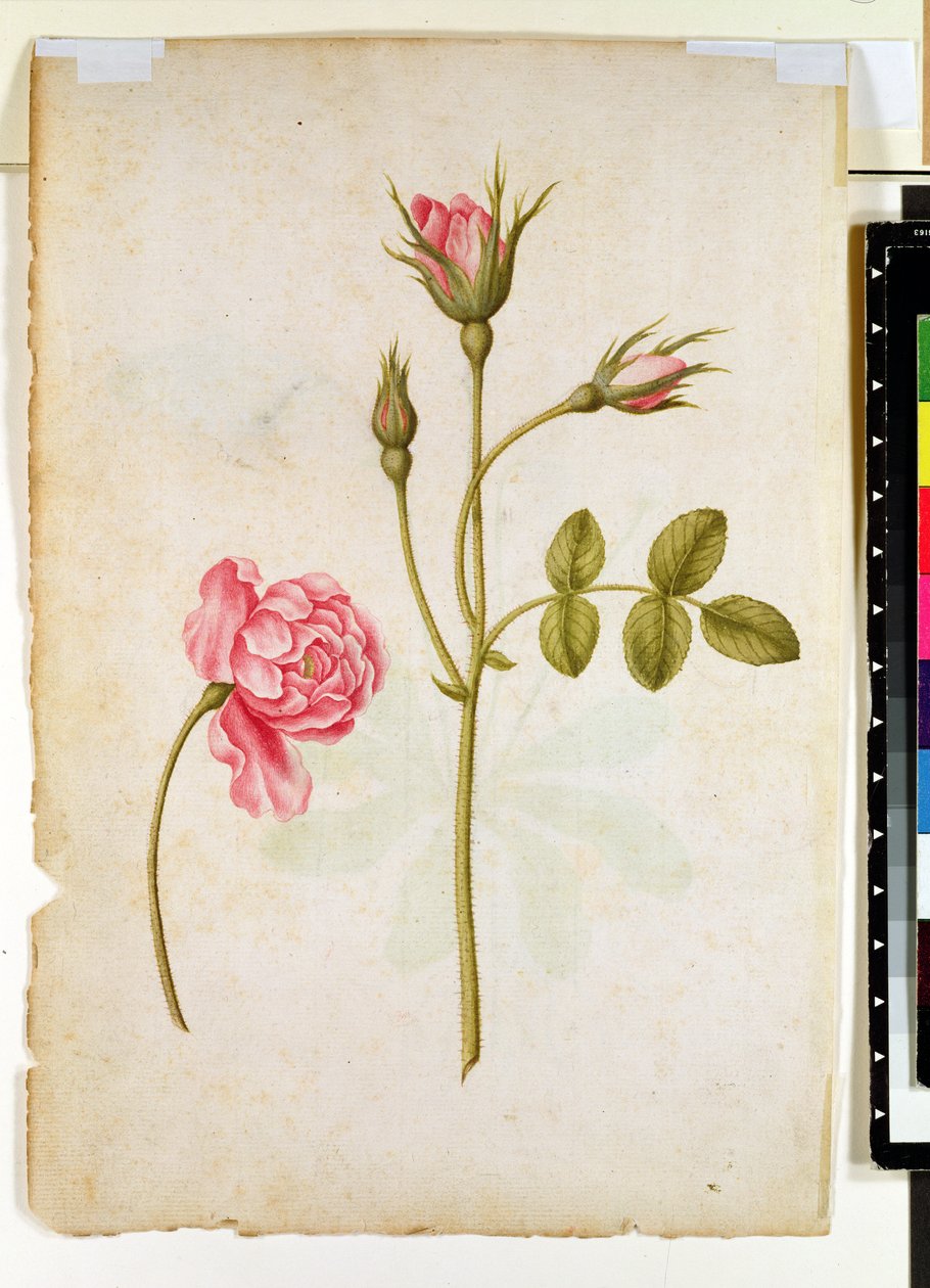 Rosa rosa, c.1568 da Jacques Le Moyne