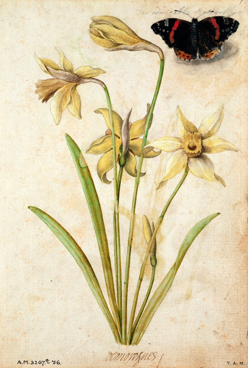 Narciso selvatico e Ammiraglio rosso da Jacques Le Moyne