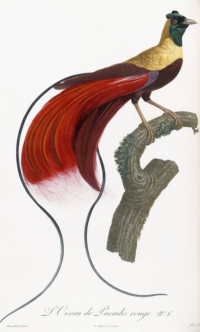 Uccello del paradiso rosso da Jacques Barraband