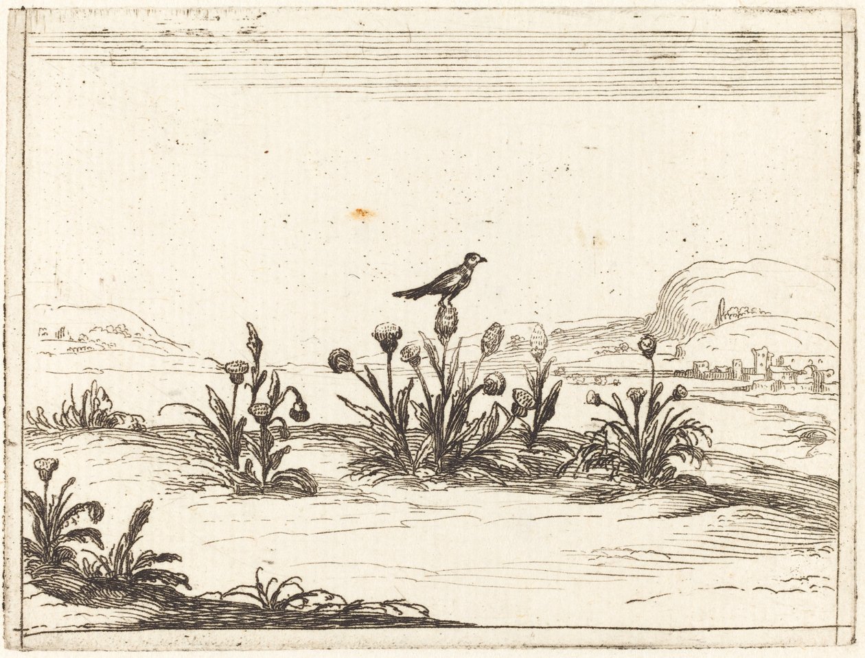 Uccello posato su un cardo da Jacques Callot
