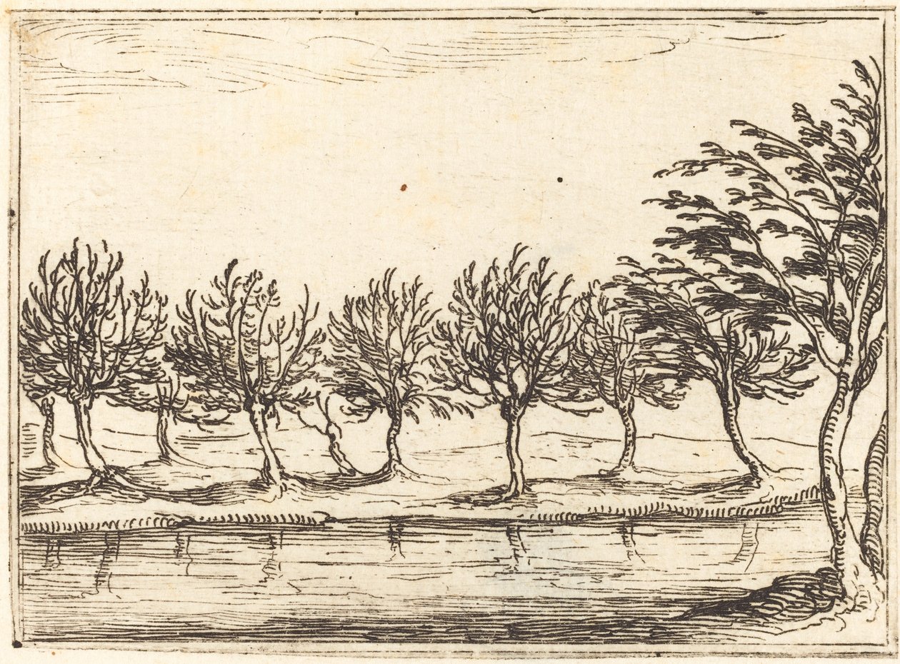 Salici sul bordo dell