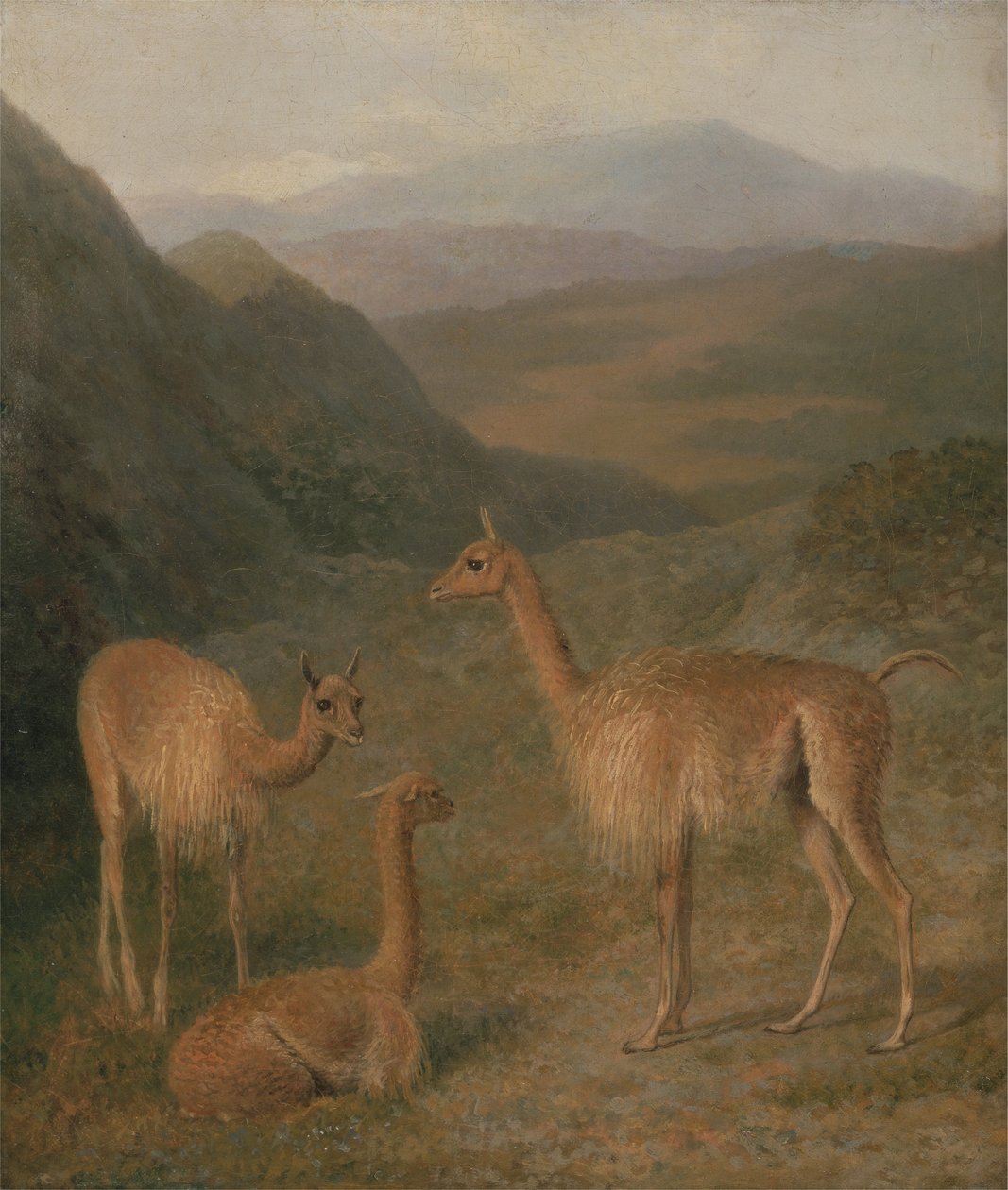 Vicuñas da Jacques Laurent Agasse