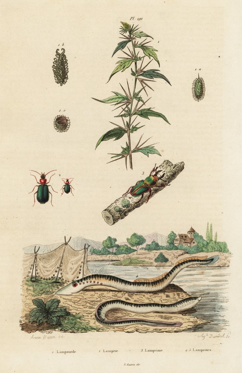 Lampreda di mare e coleotteri da Jacques Reyne Isidore Acarie Baron
