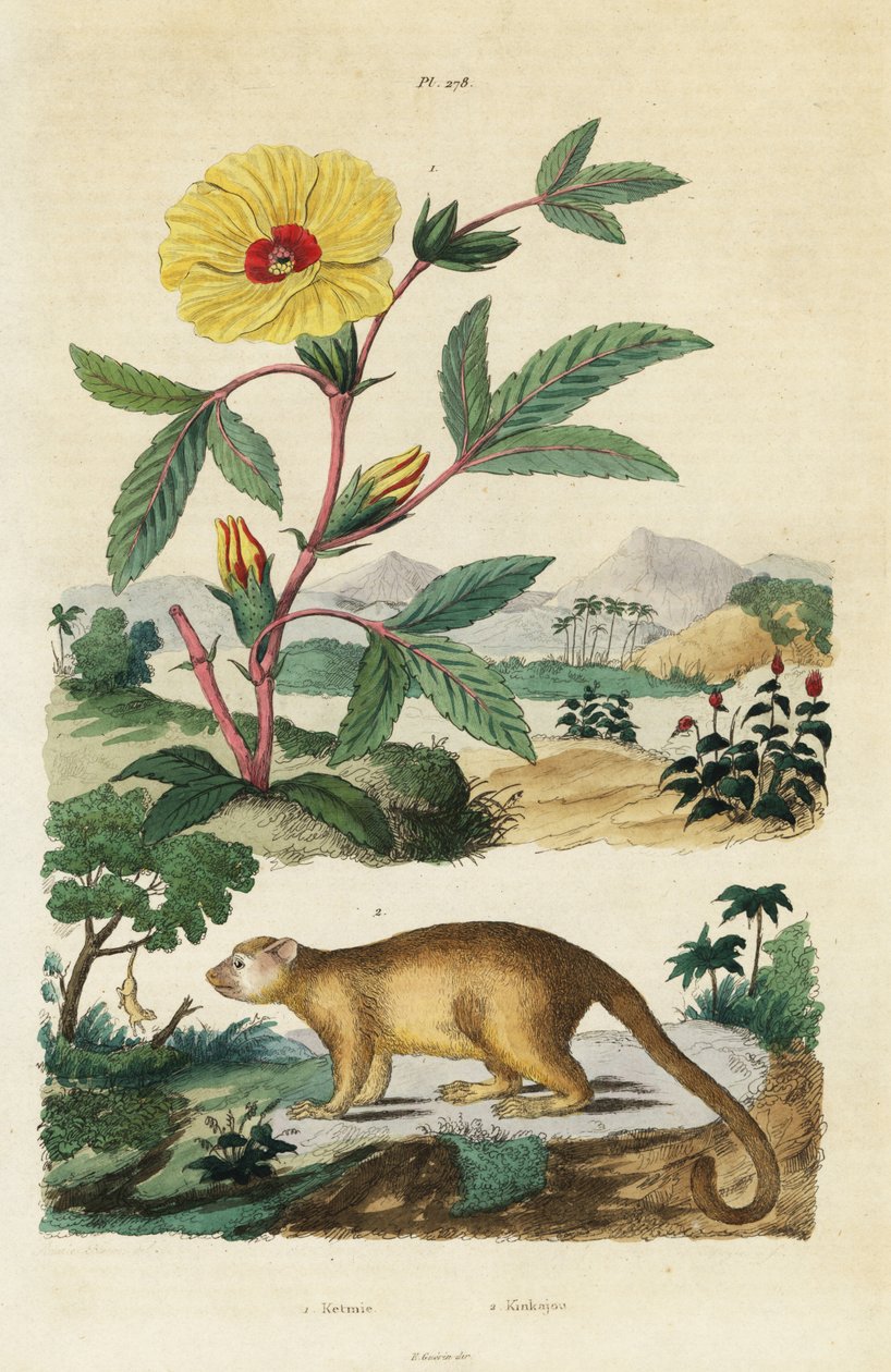 Kinkajou e Rosella da Jacques Reyne Isidore Acarie Baron
