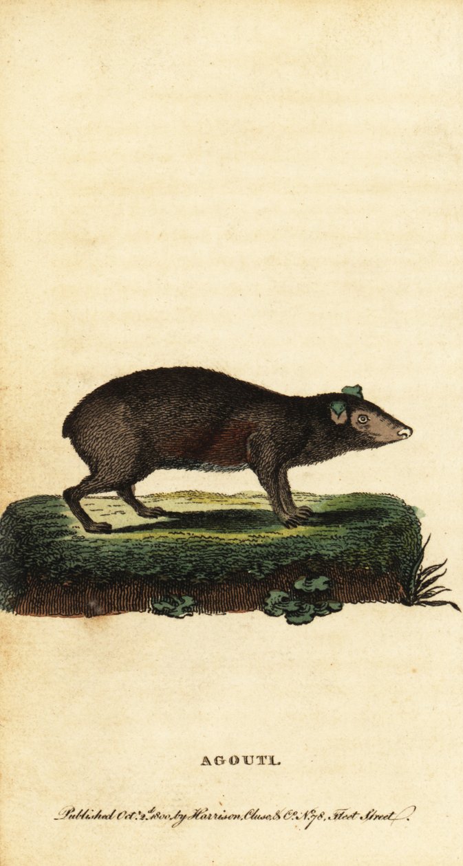 Agouti, specie Dasyprocta, 1800 da Jacques de Seve