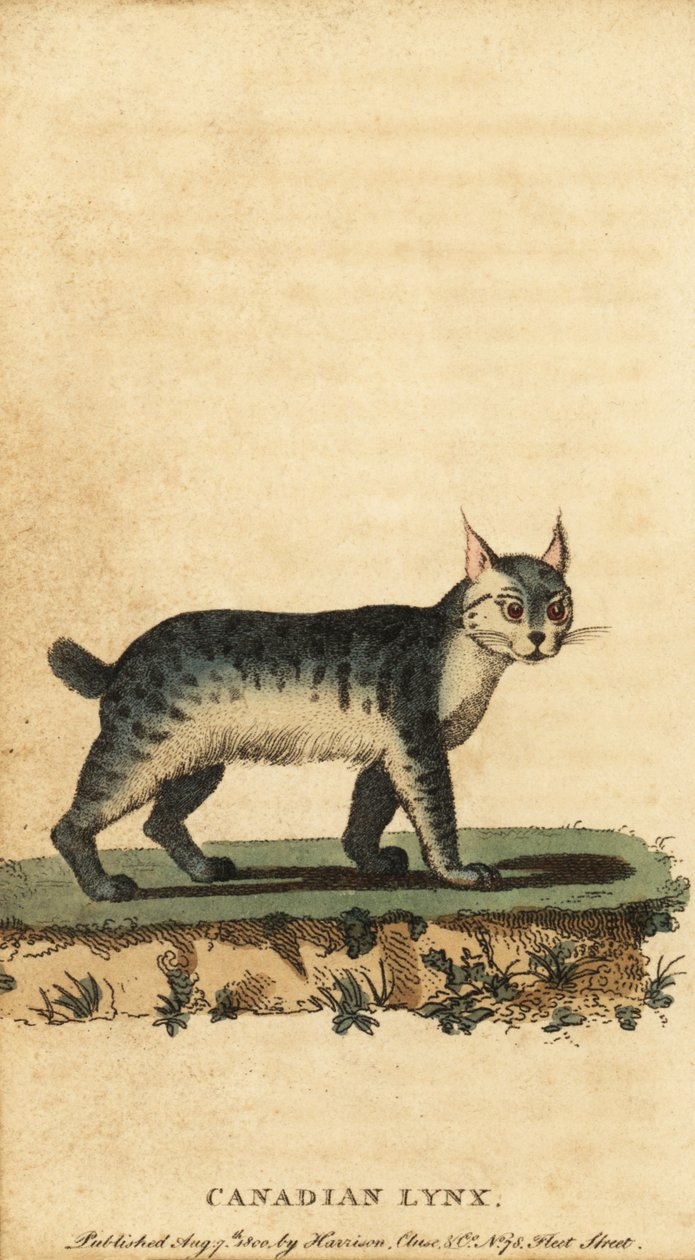 Lince canadese, Lynx canadensis (incisione) da Jacques de Seve