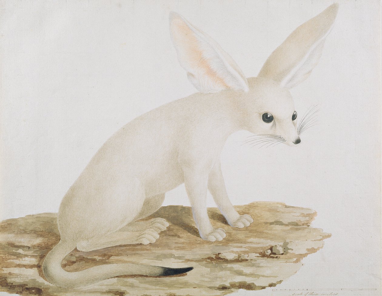 Fennec No. 3 Originale dell