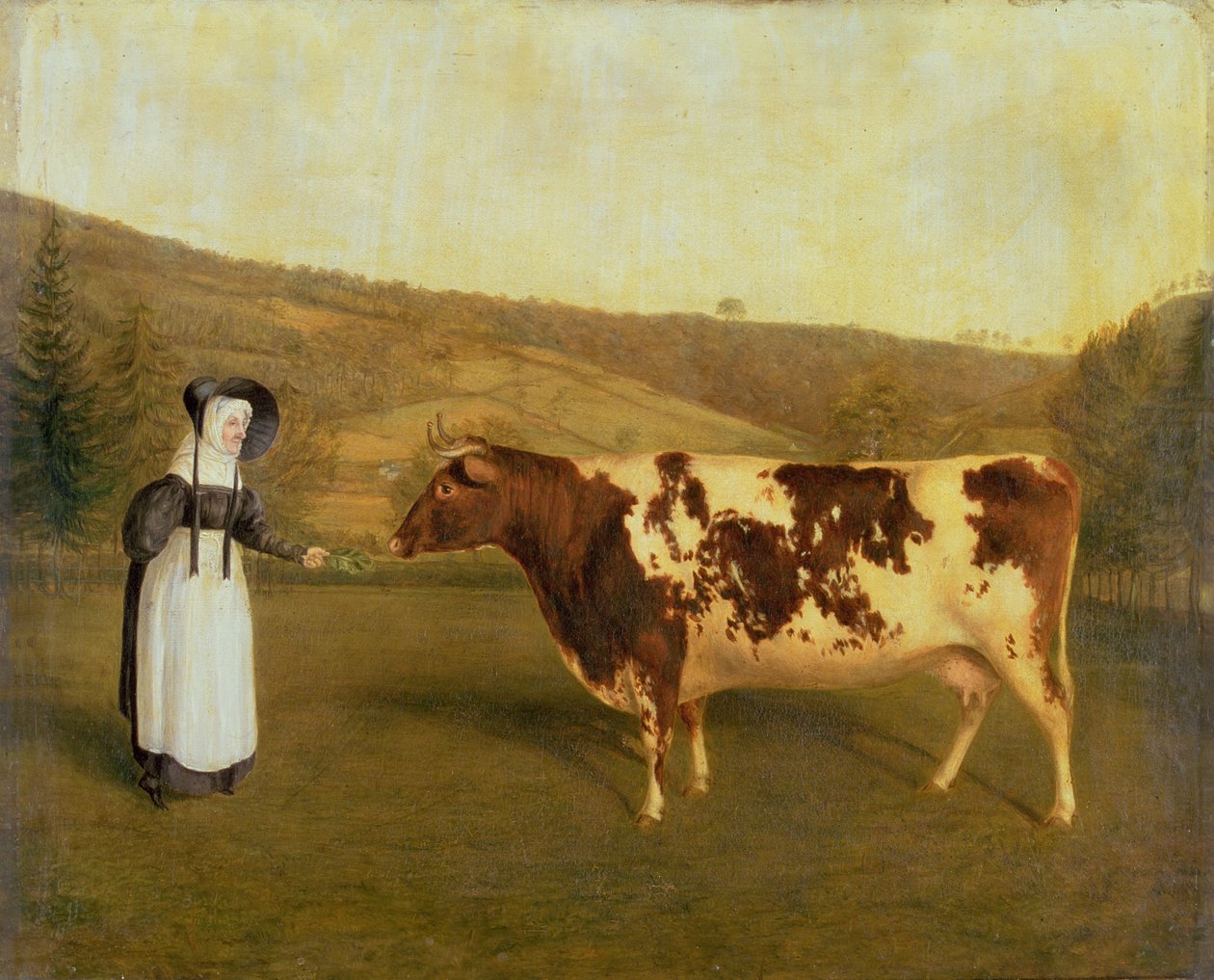 Mucca Shorthorn, c.1840-50 da James Flewitt Mullock