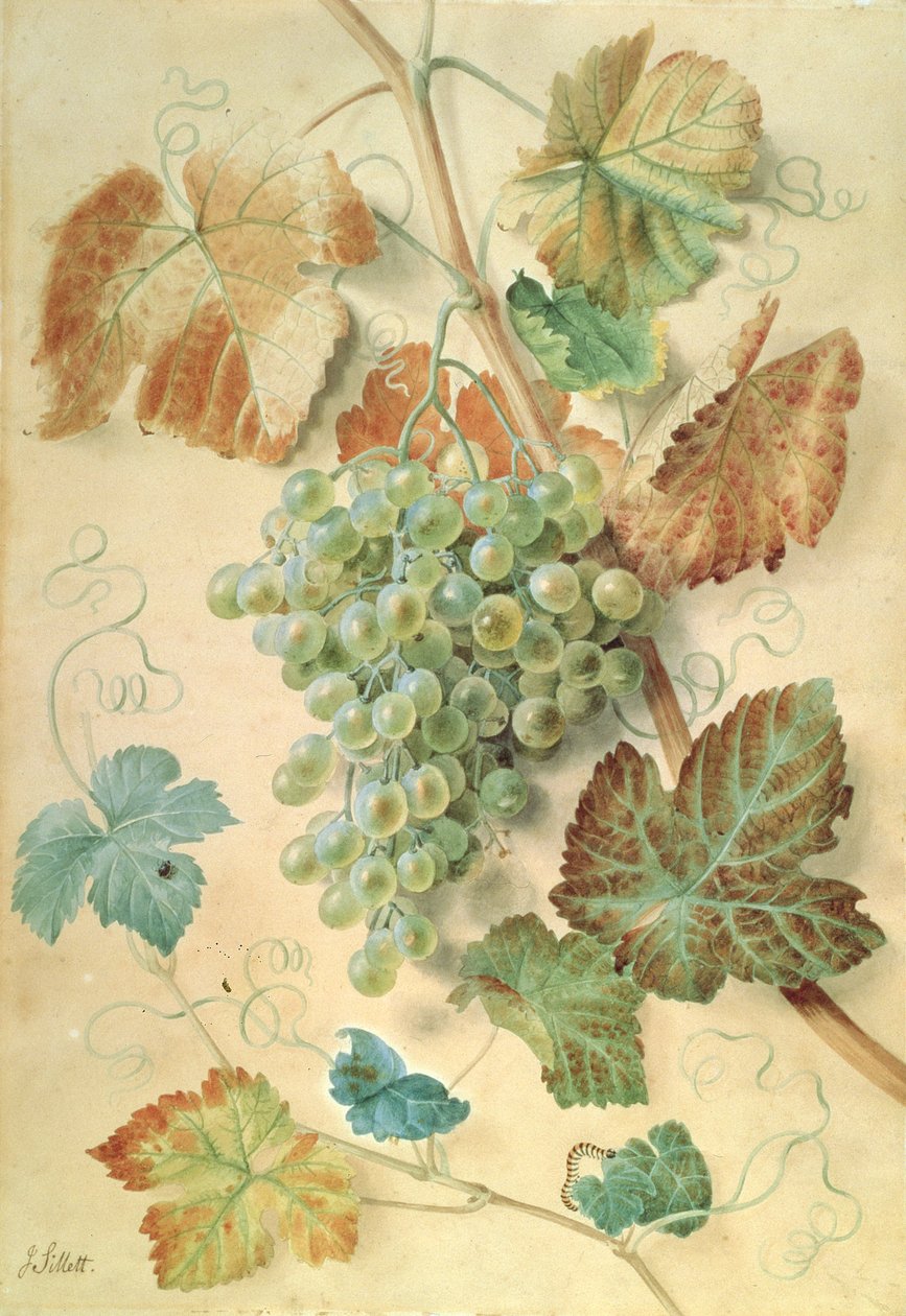 Uva bianca da James Sillett