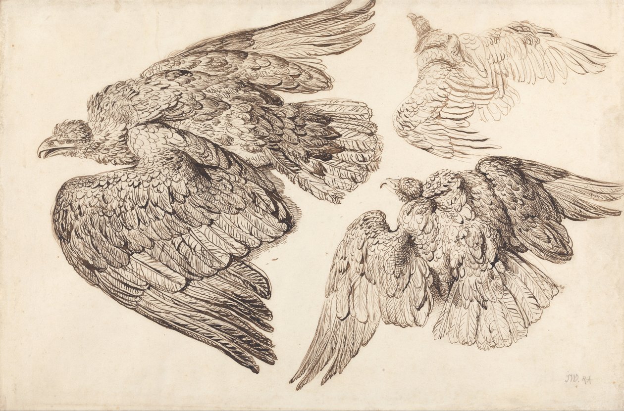 Aquile da James Ward
