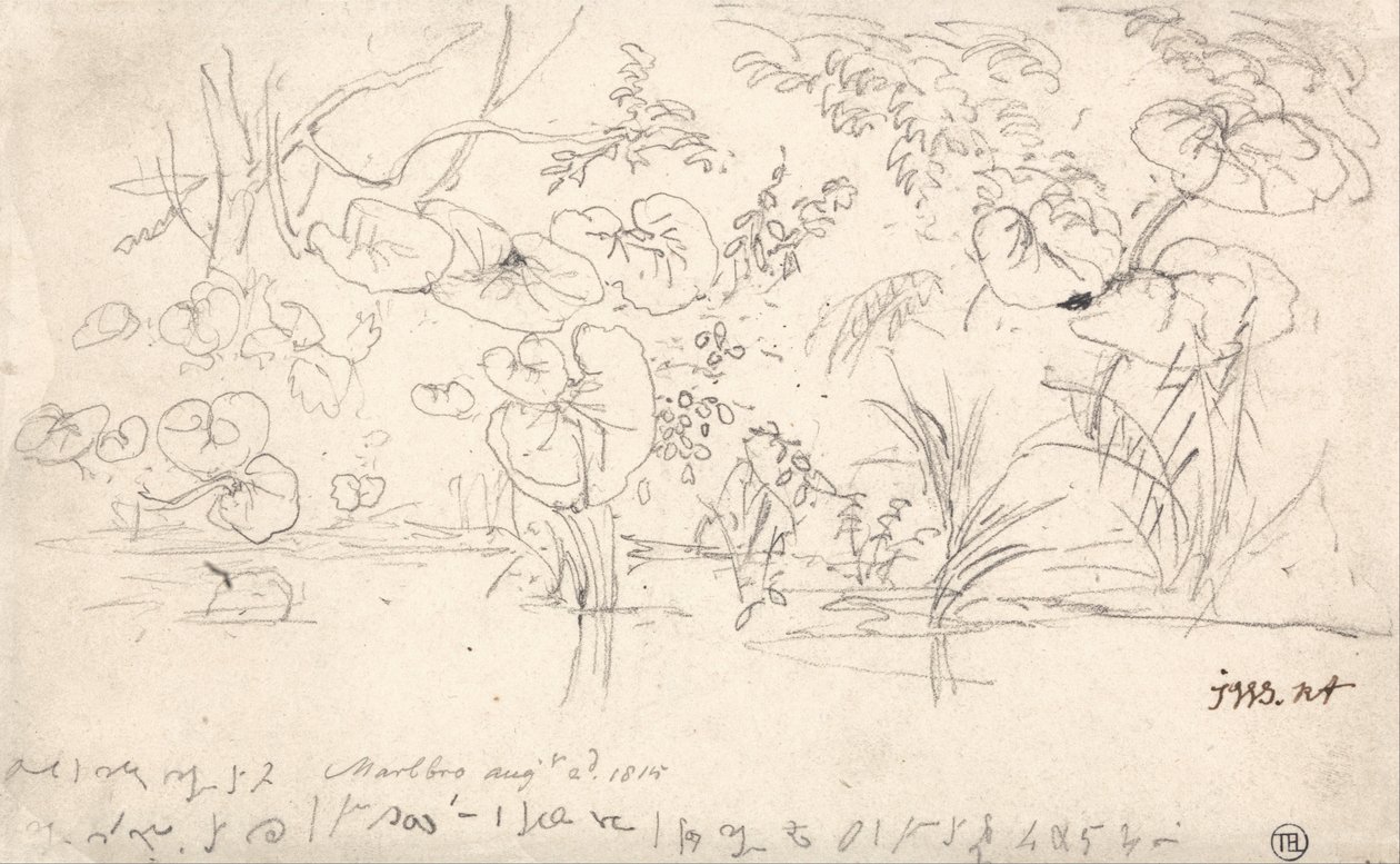 Studi di Piante, 2 Agosto 1815 da James Ward