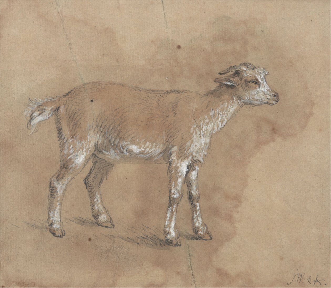 Studio di un capretto da James Ward