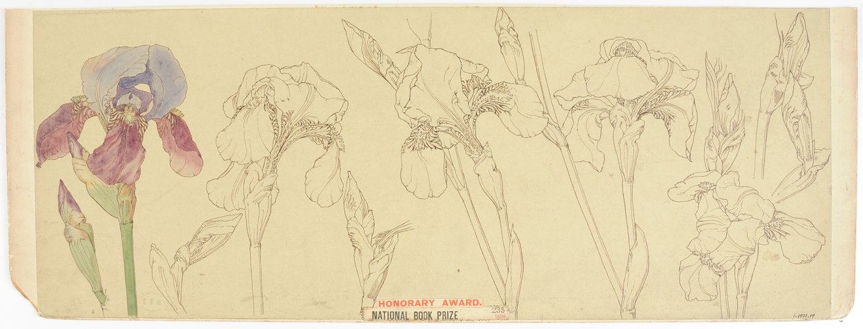Studi Botanici da James Atherton