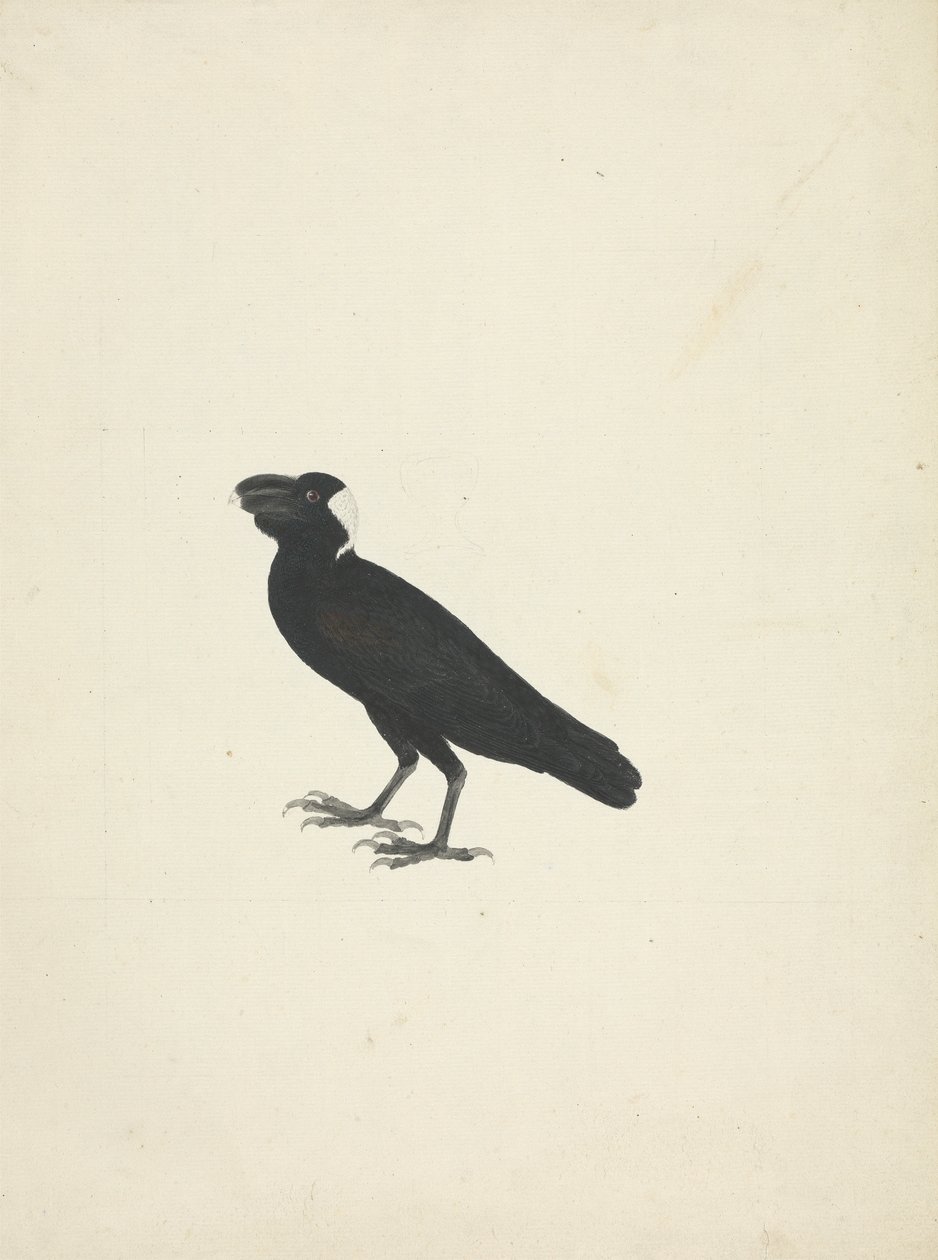 Corvus crassirostris (Corvo dal becco grosso) da James Bruce