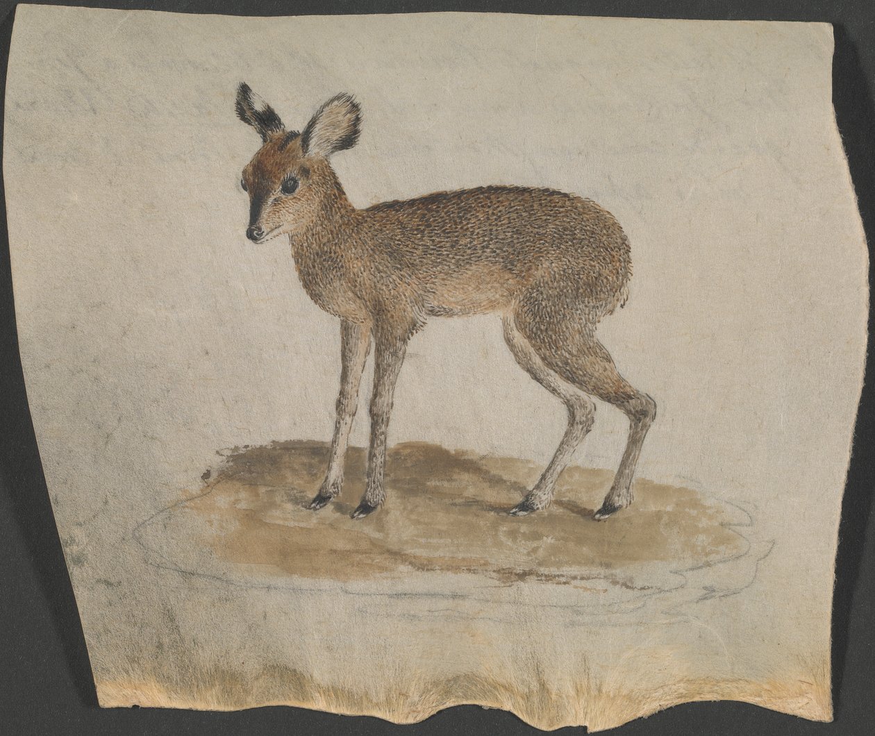 Dik-dik da James Bruce