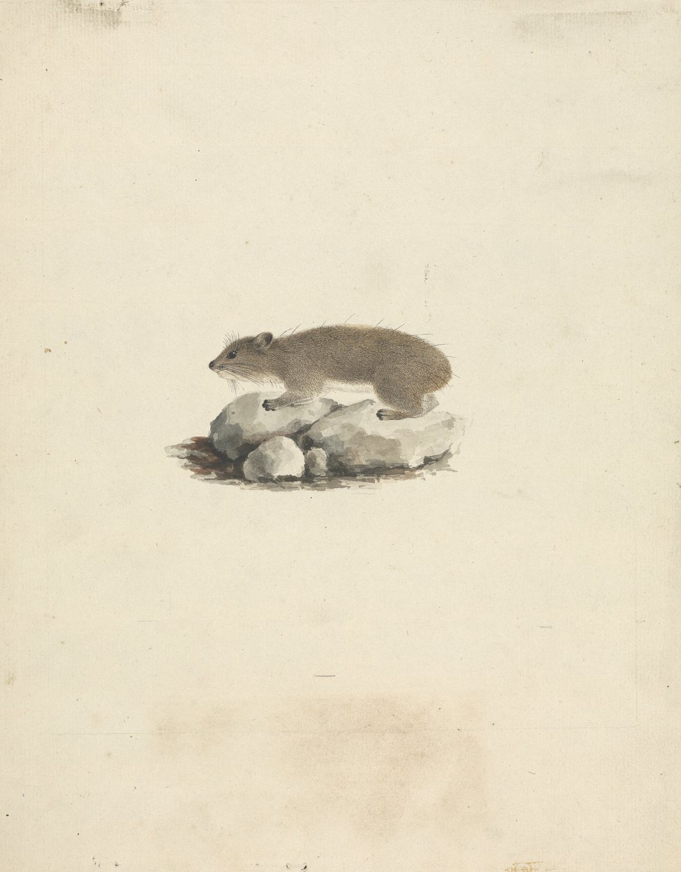 Heterohyrax brucei (Procavia delle Rocce Macchiata di Giallo) da James Bruce