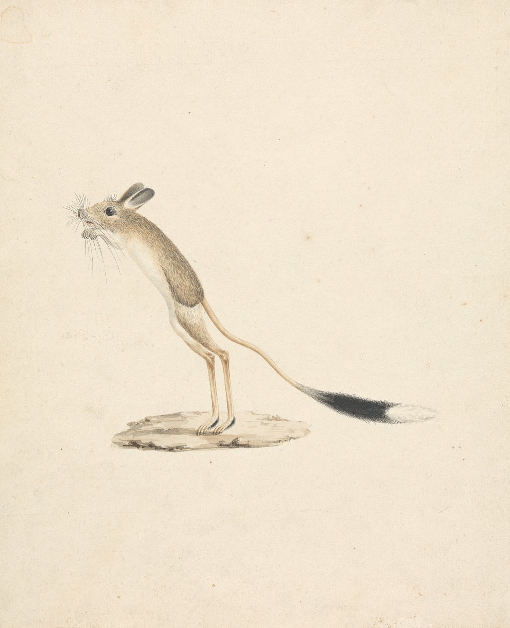 Jerboa da James Bruce