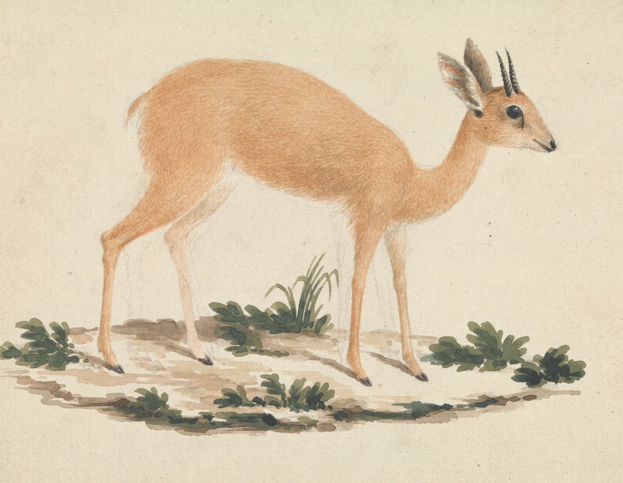 Madoqua (Dik-dik) da James Bruce