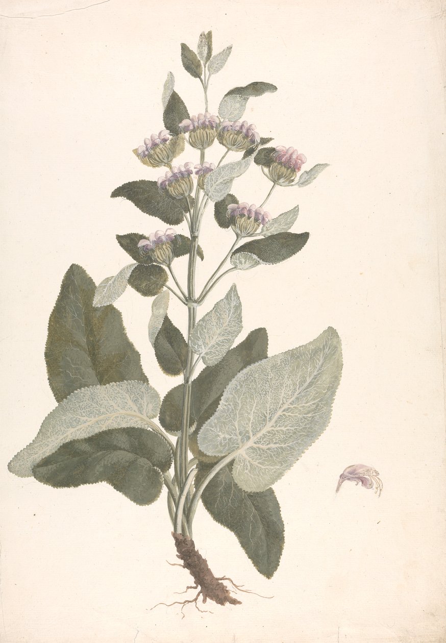 Phlomis herba-venti L.: disegno finito da James Bruce