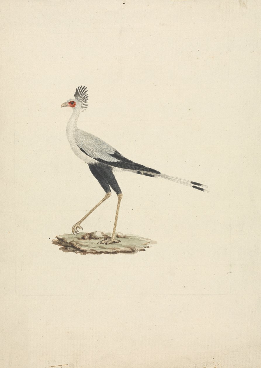 Sagittarius serpentarius (uccello segretario) da James Bruce