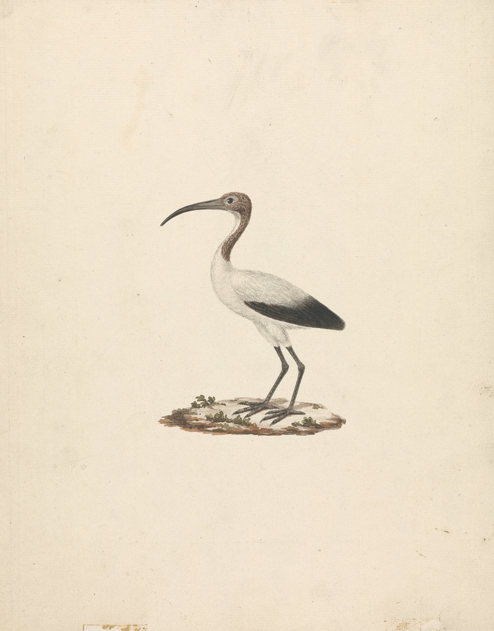 Threkiornis aethiopicus (Ibis sacro africano) da James Bruce