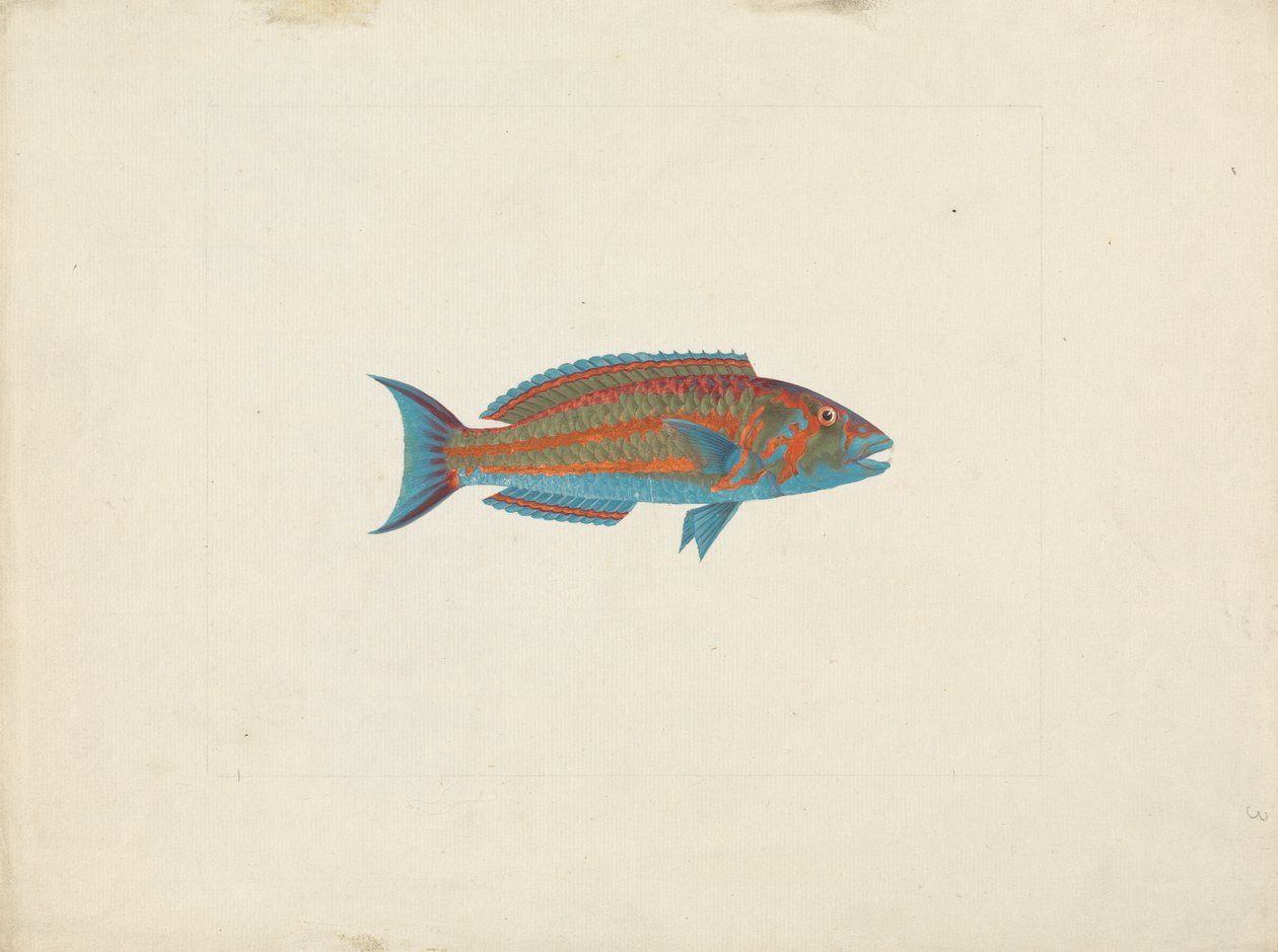Pesce non identificato da James Bruce