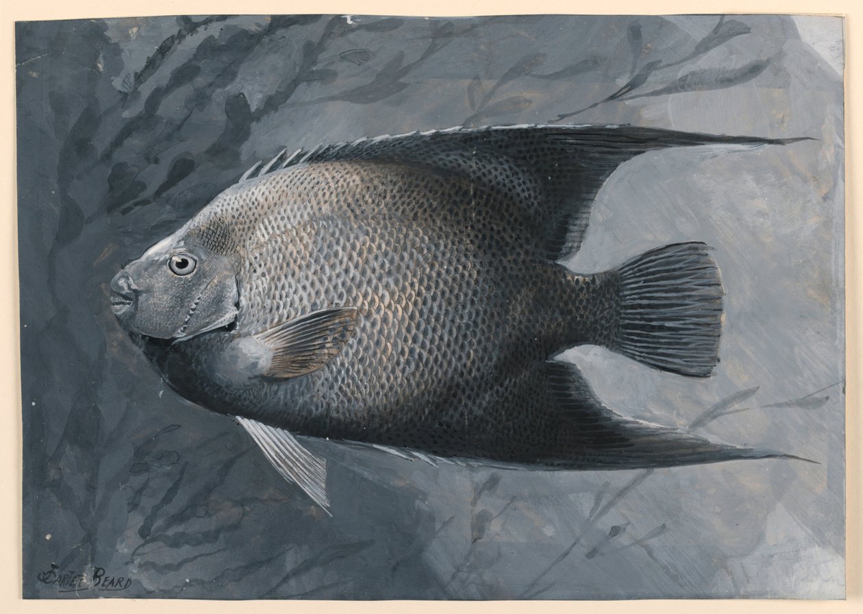 Pesce angelo da James Carter Beard
