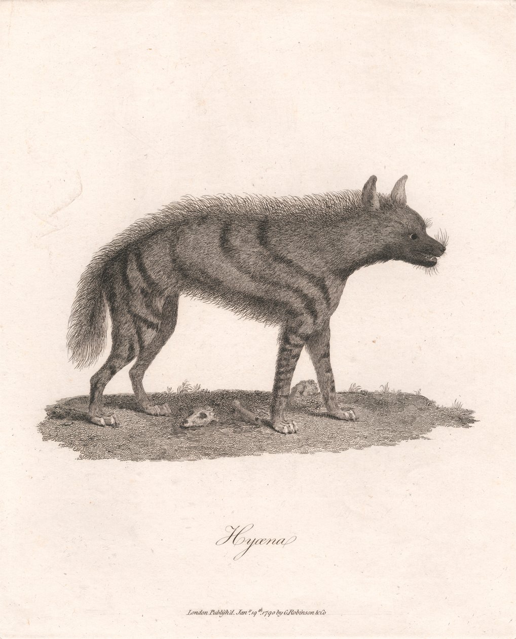 Iena da James Heath