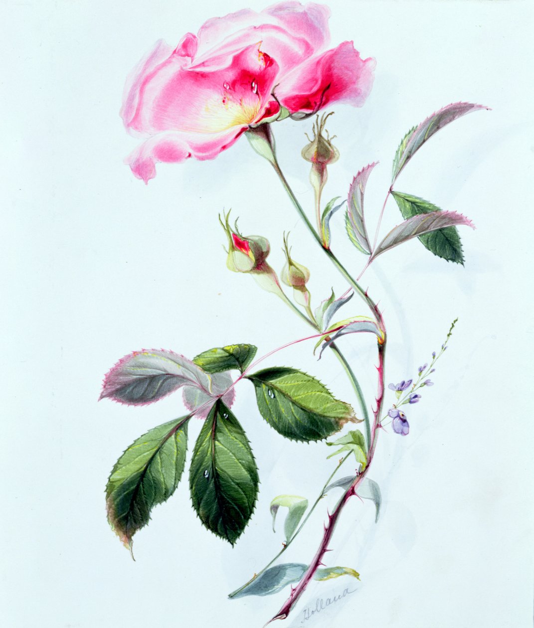 Una rosa da James Holland
