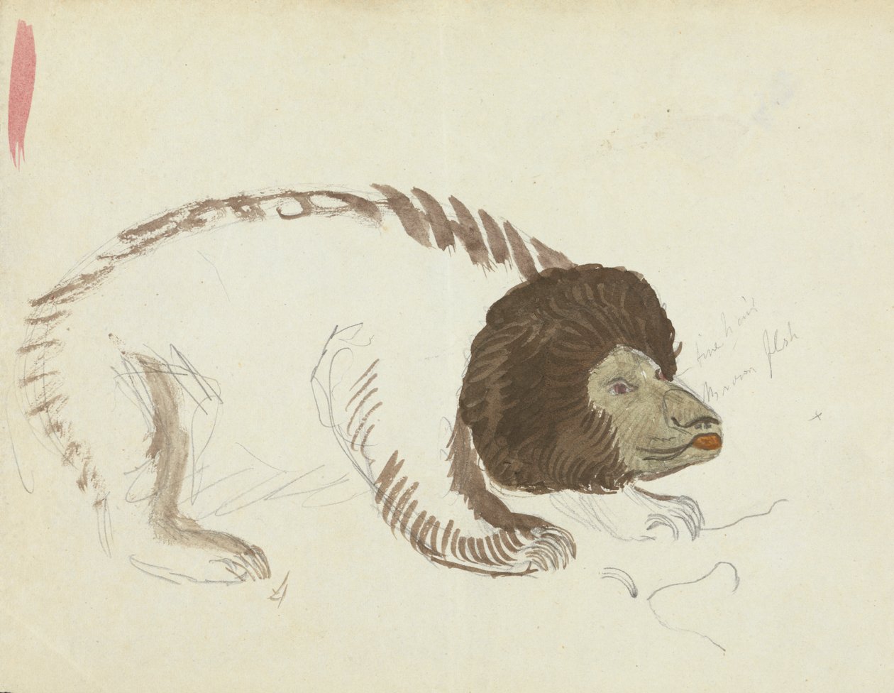 Un Orso da James Sowerby