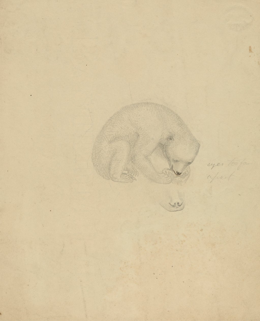 Un orso da James Sowerby