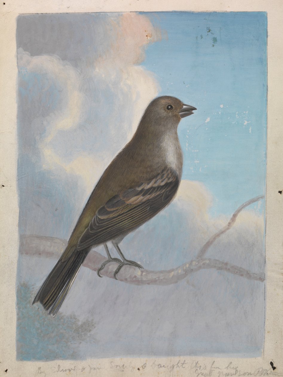 Un uccello da James Sowerby