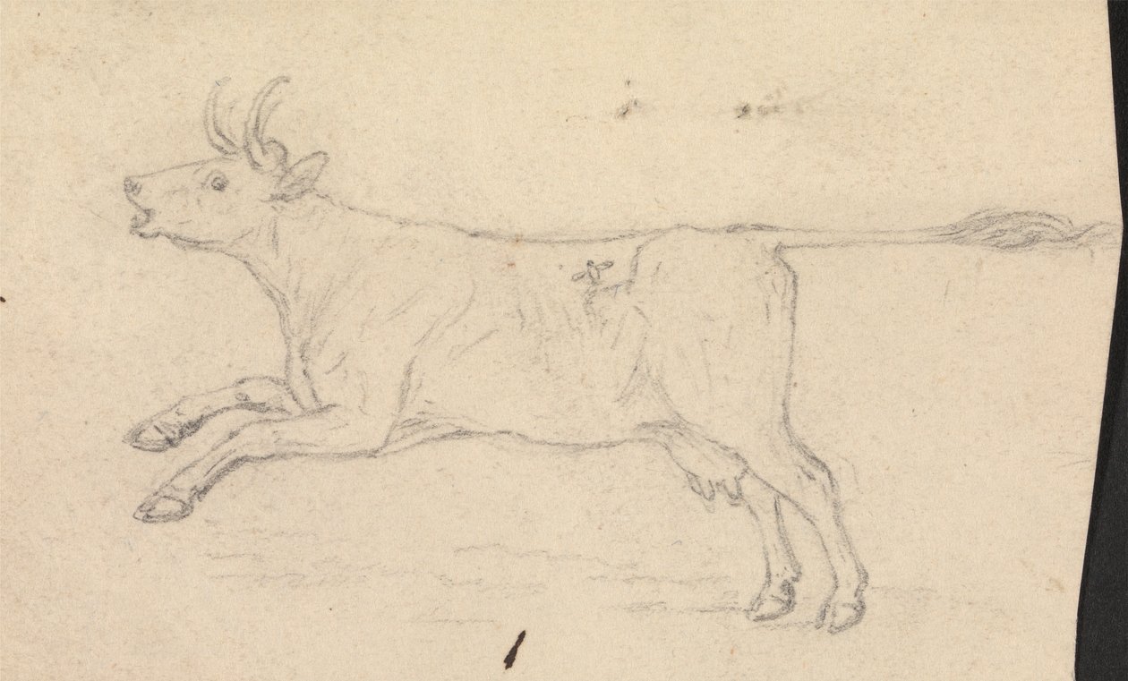 Una mucca da James Sowerby