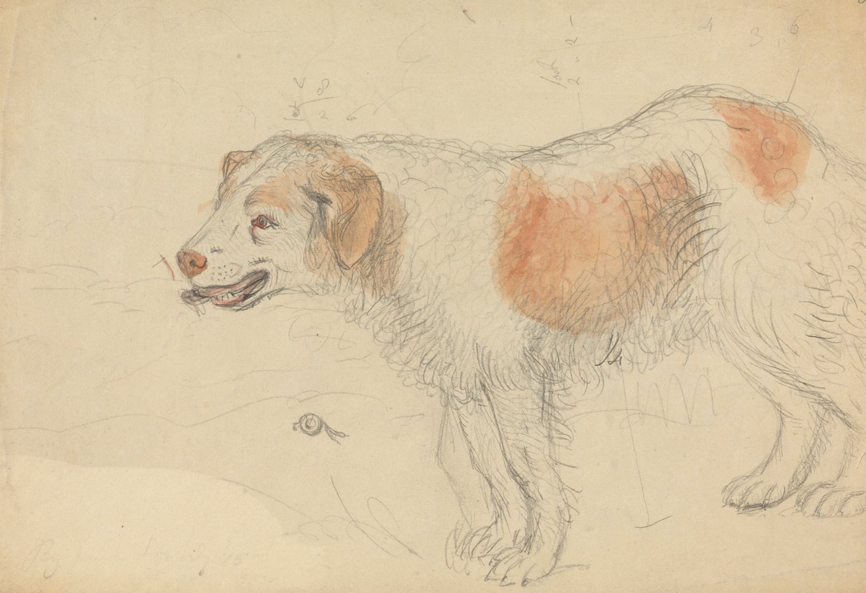Un Cane da James Sowerby