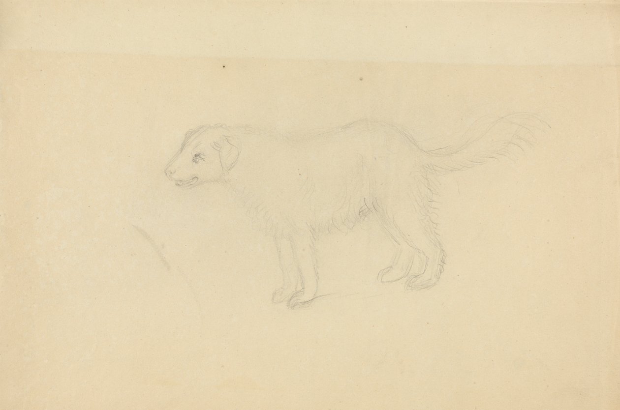 Un Cane da James Sowerby