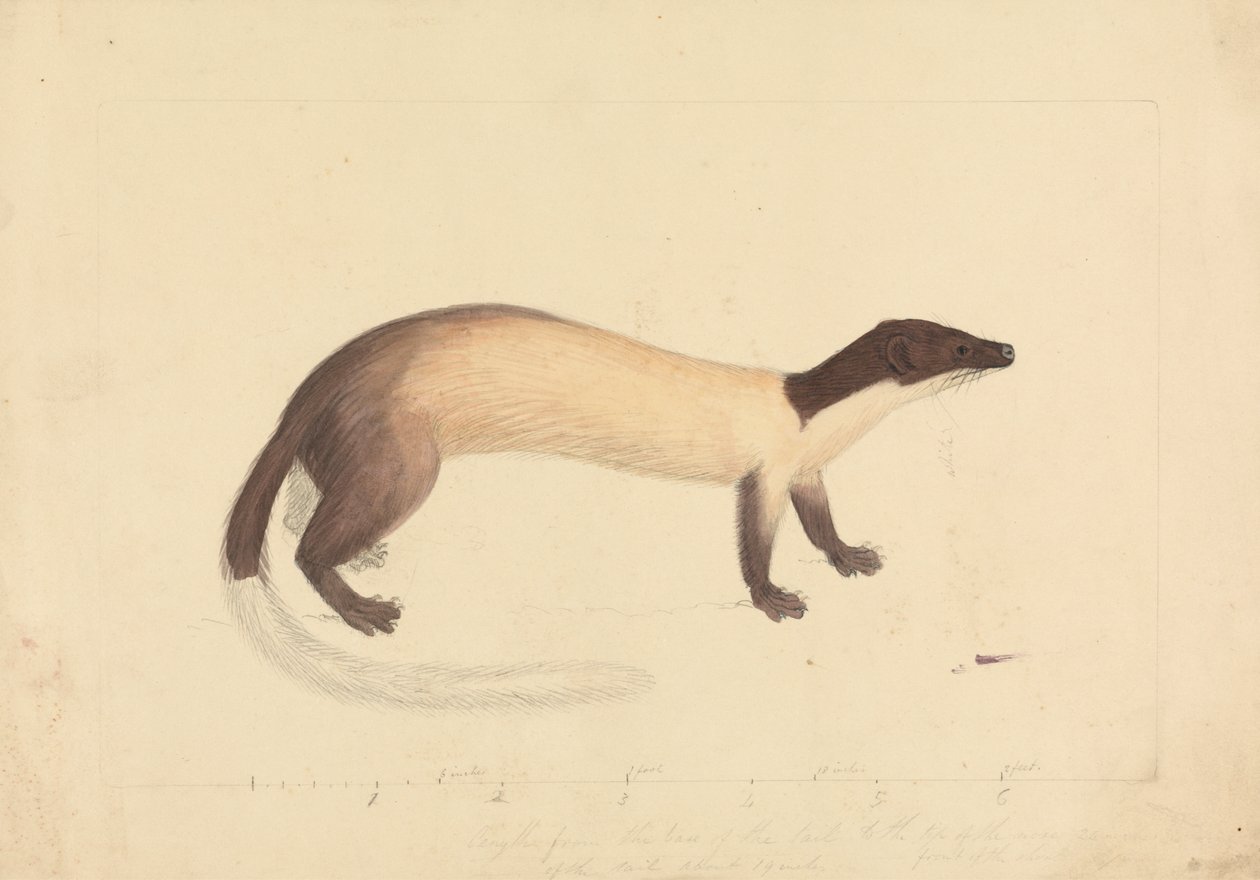 Una donnola da James Sowerby