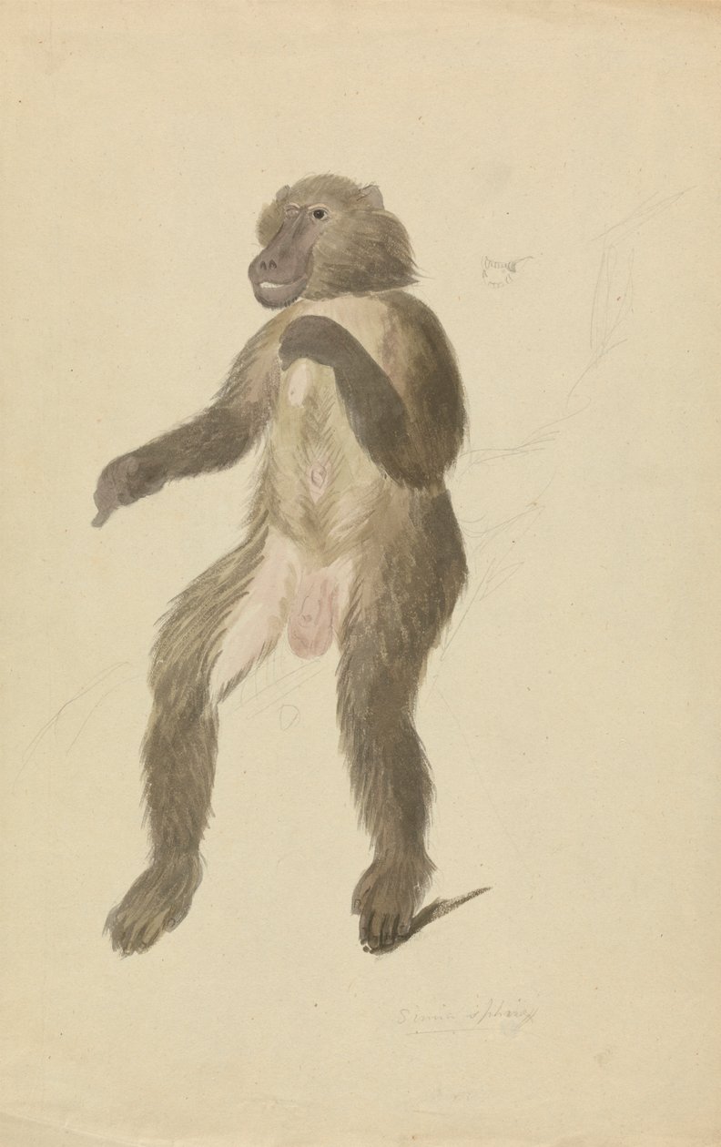 Un mandrillo da James Sowerby