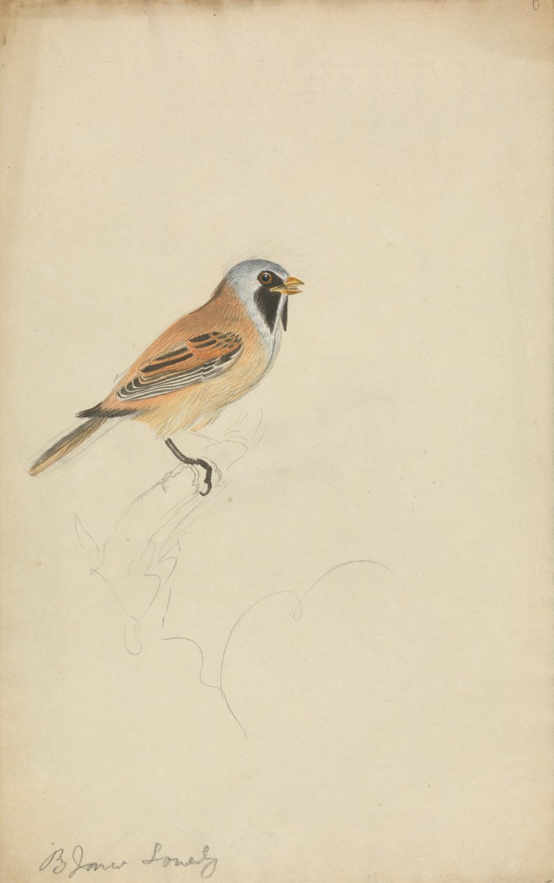 Cincia Barbuta da James Sowerby