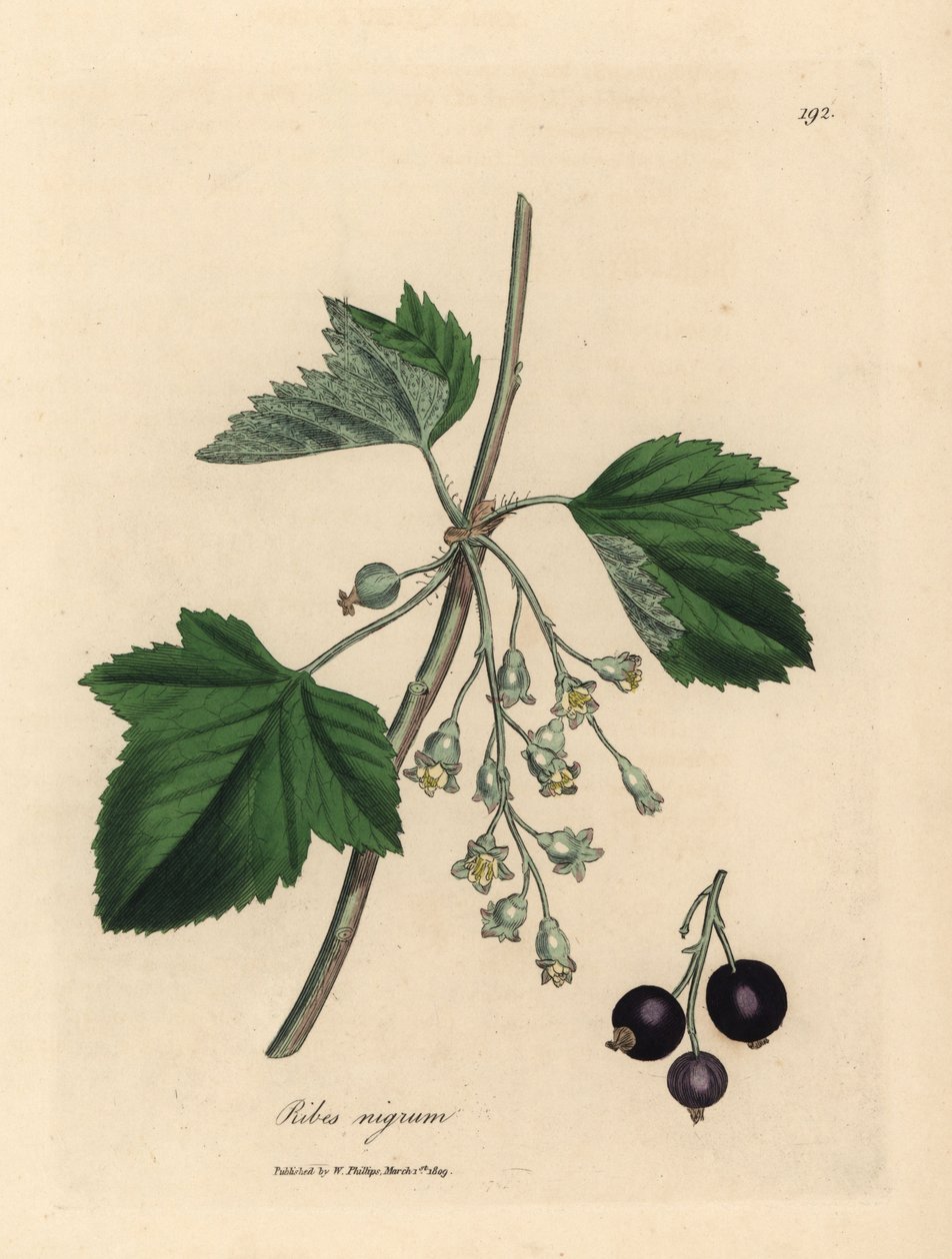 Albero di ribes nero, Ribes nigrum da James Sowerby