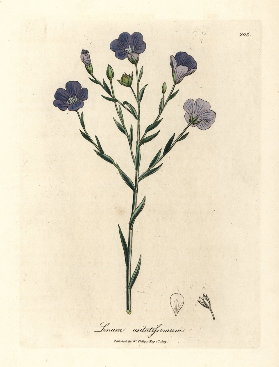 Lino dai fiori blu, Linum usitatissimum da James Sowerby