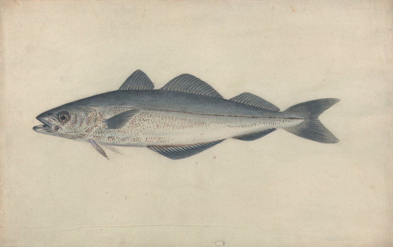 Pesce carbone da James Sowerby